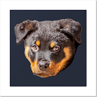 Rottweiler Posters and Art